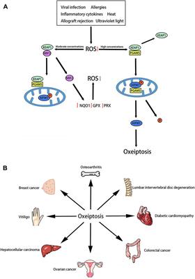 Mini-review: research and progress of oxeiptosis in diseases